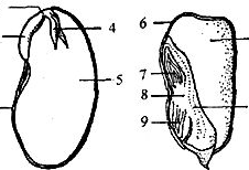 观察种子的结构实验视频,结构实验视频深度解析